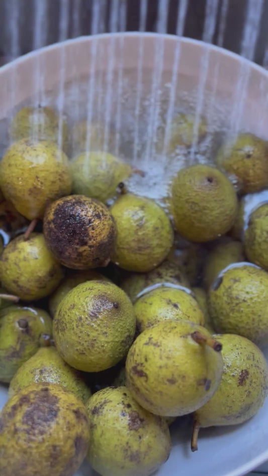 Untainted - Black Walnut Tincture